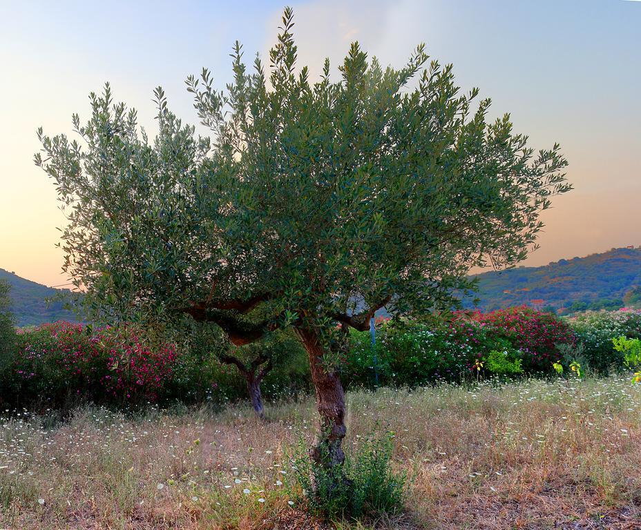 B&B Cilentum Agropoli Eksteriør billede